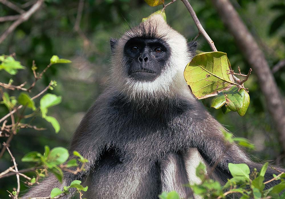 Yala National Park