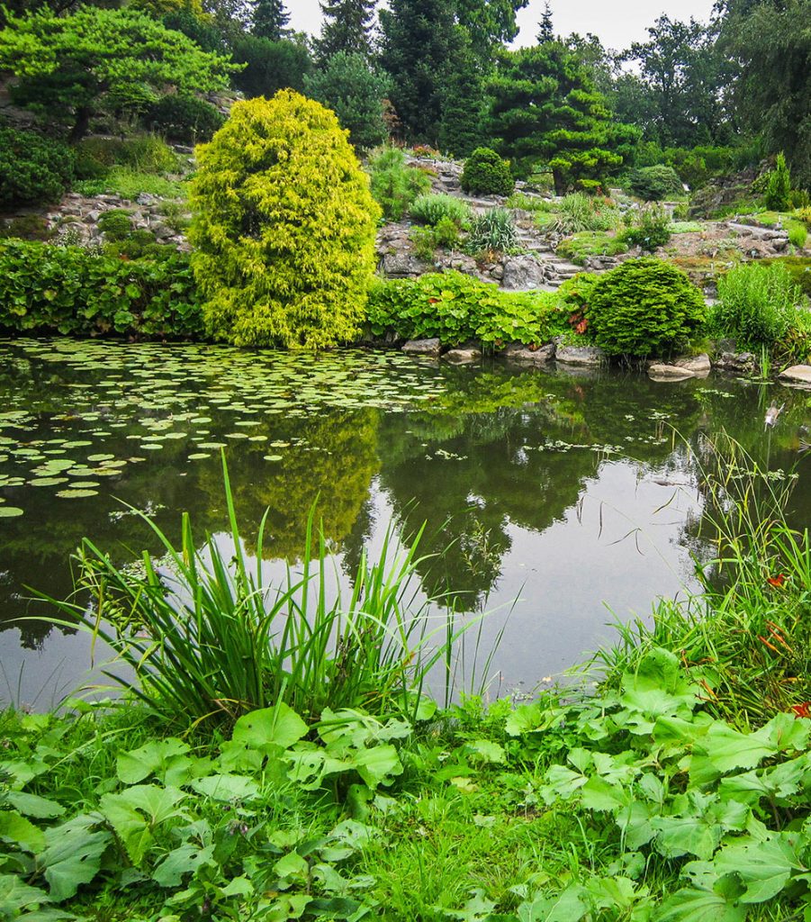 House sparrow nesting in building eaves