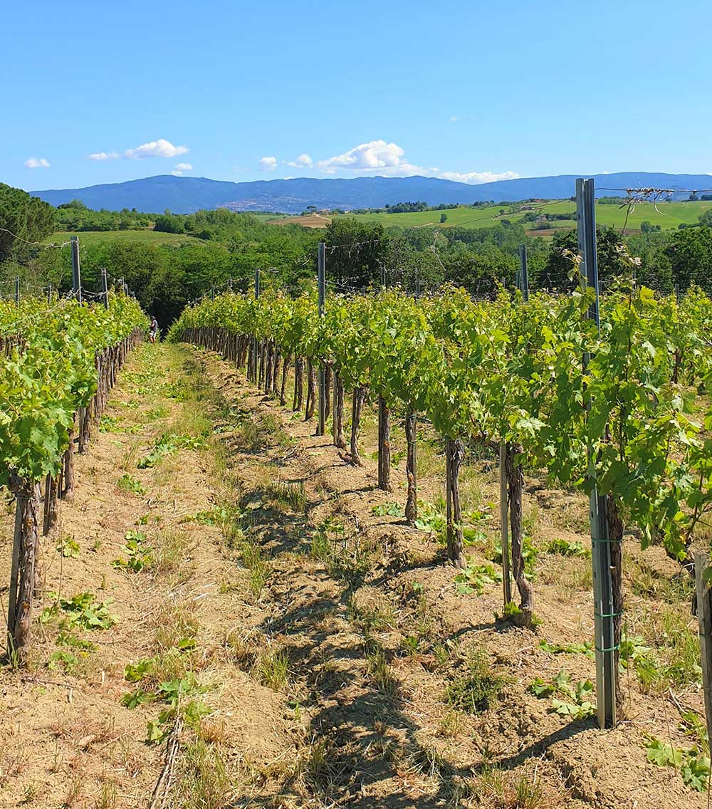 Wineries in Cortona, Tuscany, Italy