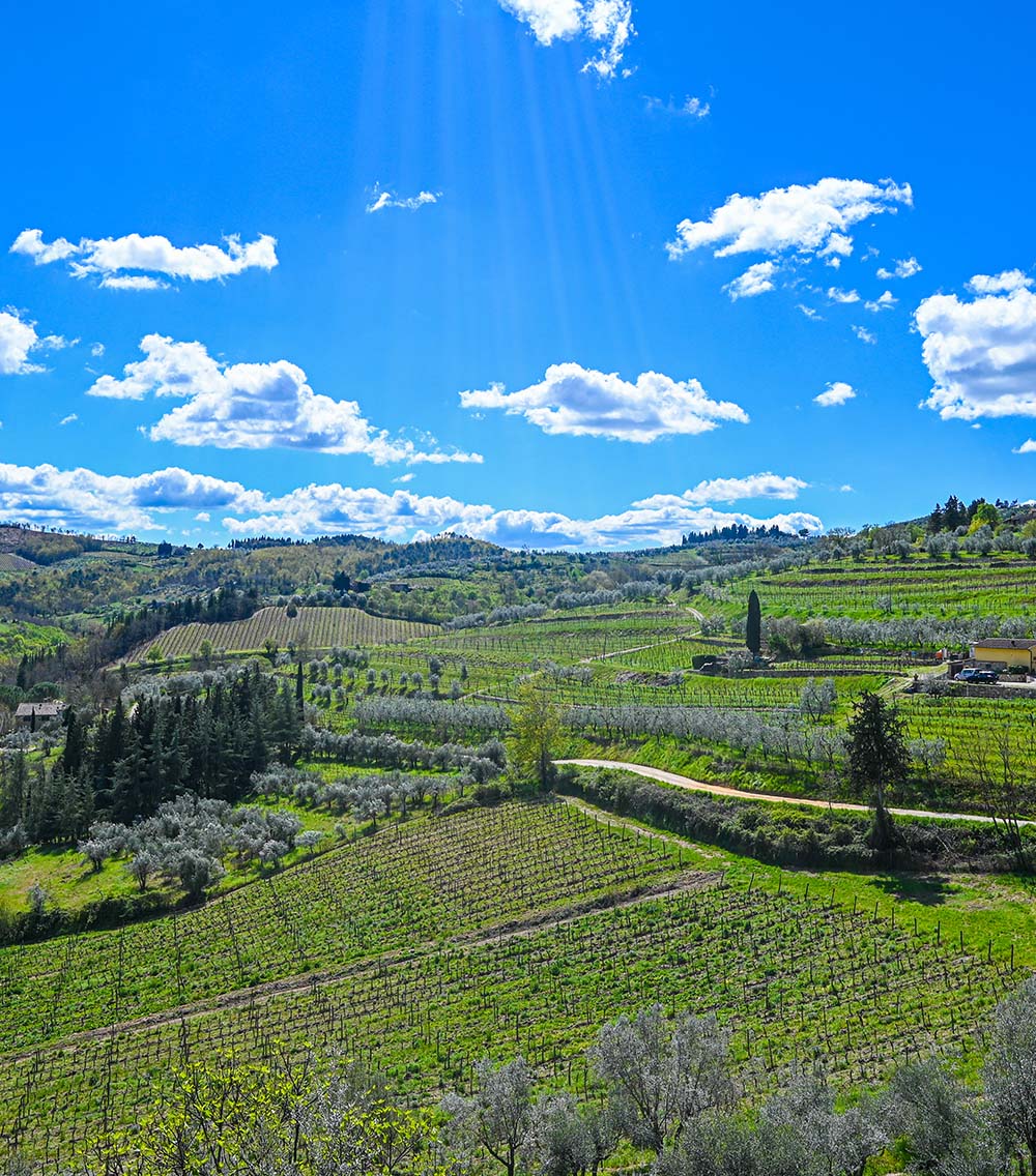 Bike Ride View - Chianti